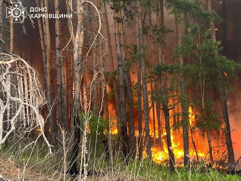 У Харківській області через обстріли РФ горить майже майже 4 тис. гектарів лісу – ДСНС